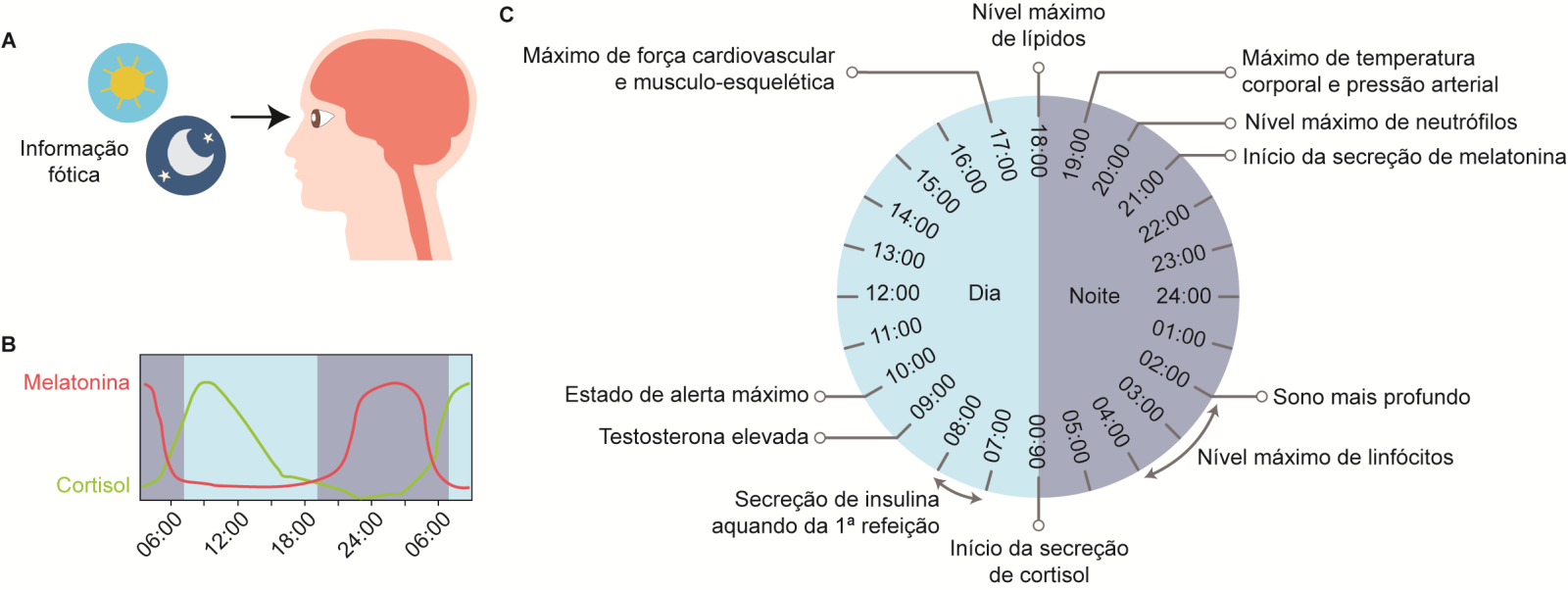 ciclo circadiano
