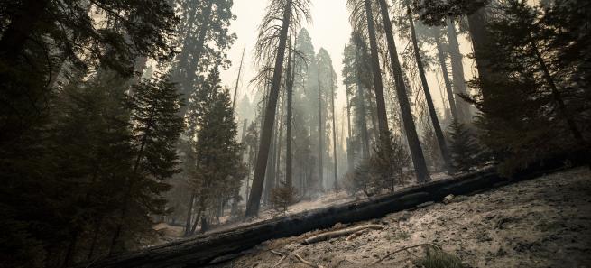 Incêndio nos EUA