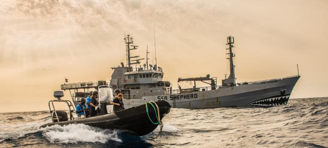 Sea Shepherd